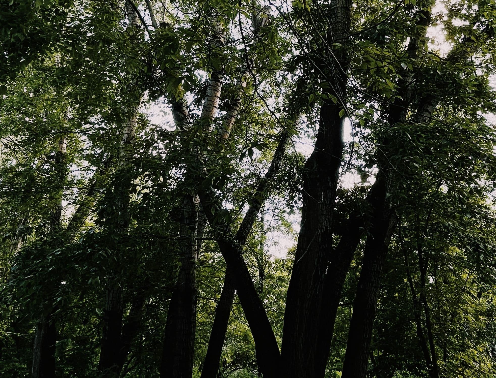 Daylight breaking through the canopy of a dense stand of tall green trees.